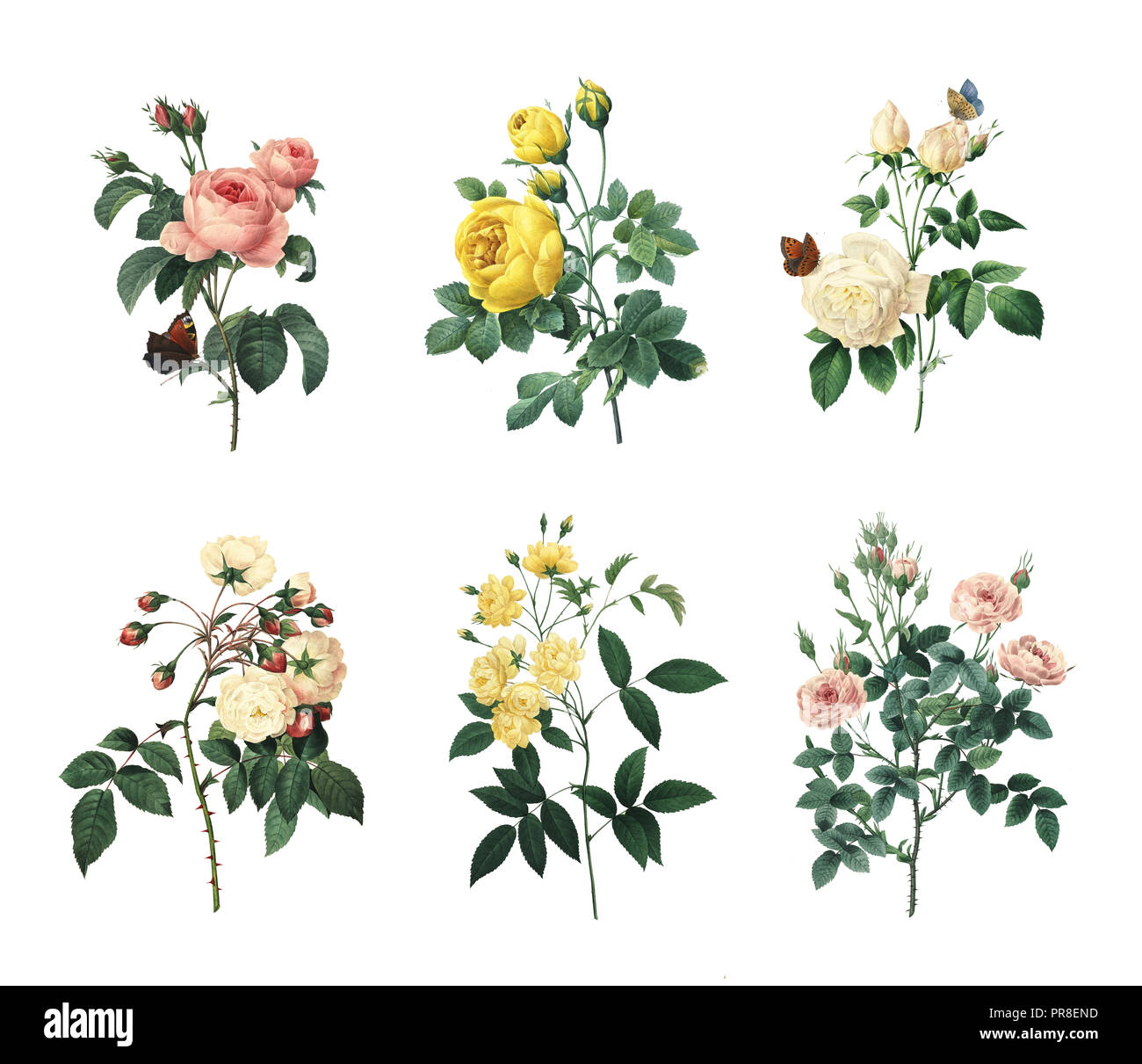 Satz mit 19 Illustrationen von Rosa centifolia, gelbe Rose, Tea Rose, Rose Adelaide d'Orleans, Rose von Bancks, Pompon rose. Von Pierre eingraviert Stockfoto