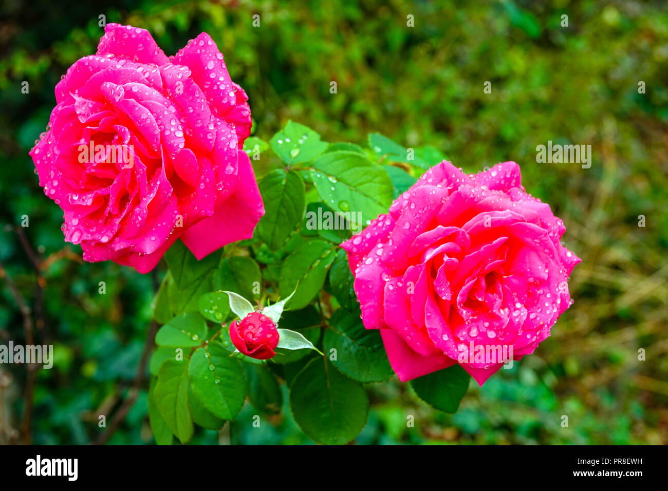 Rote Rosen Mit Regentropfen Stockfotos Und Bilder Kaufen Alamy