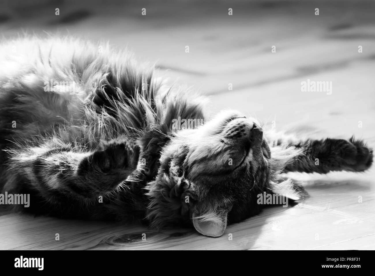 Schlafende große Katze. Foto. Schwarz und weiß. Stockfoto