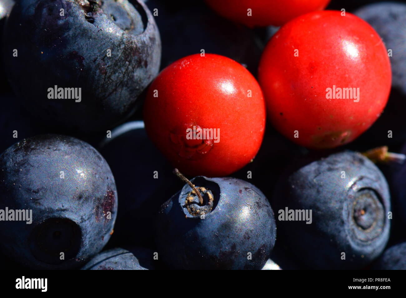 Cowberry mit Heidelbeeren ernte sommer Hell reife Beeren Stockfoto