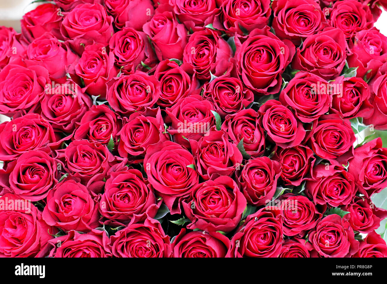 Grosser Strauss Roter Rosen Fur Hintergrund Stockfotografie Alamy