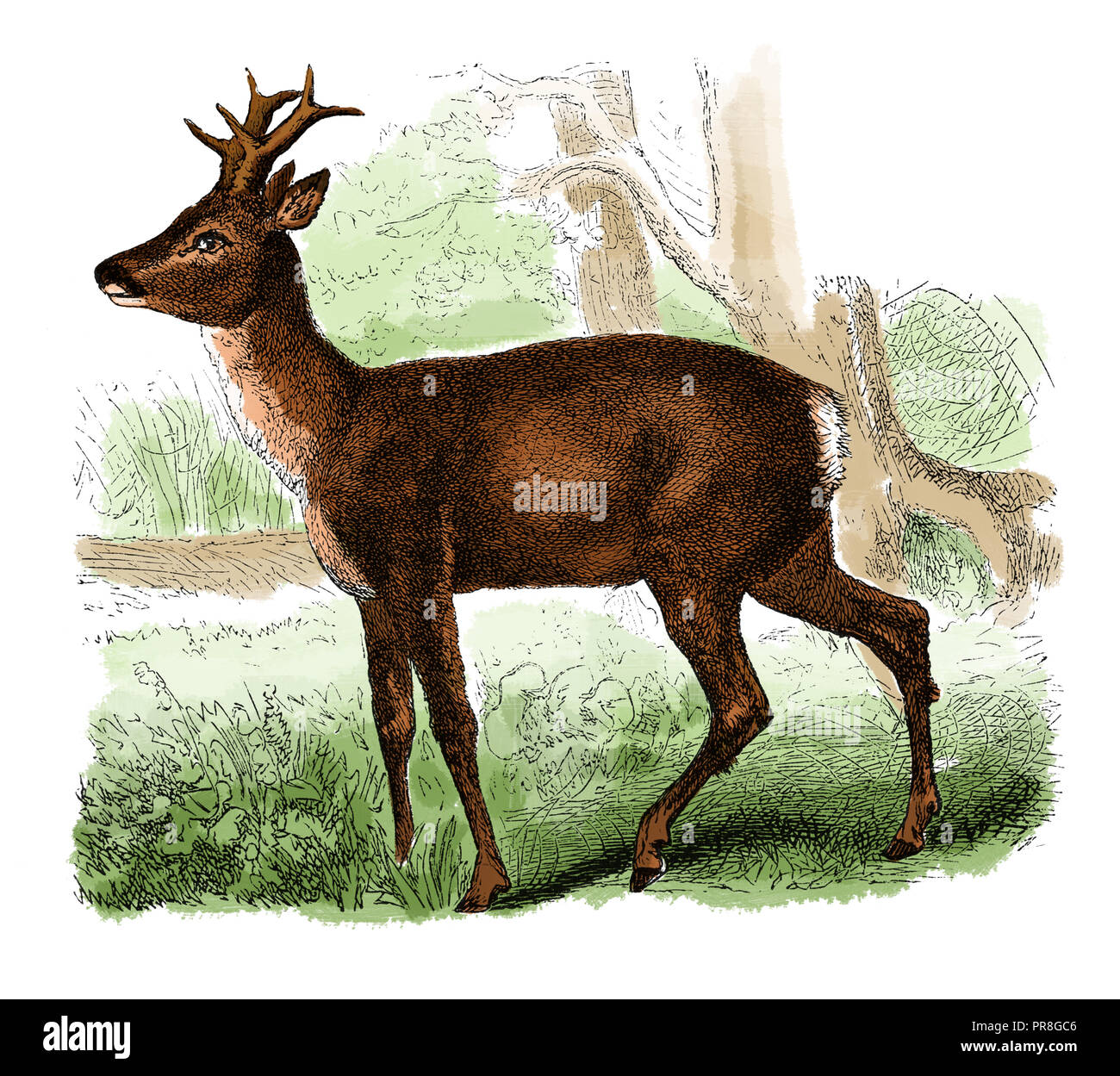 19 Abbildung einer Rehe, auch als die westlichen Rehe, chevreuil oder nur Rehe bekannt, ist eine Eurasische Arten von Rotwild. In S veröffentlicht. Stockfoto