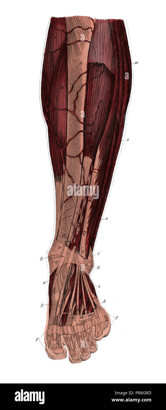 19 Abbildung: linkes Bein von vorn nach Entfernung der Haut und Faszie. In systematischer Bilder-Atlas zum Conversations-Le veröffentlicht. Stockfoto
