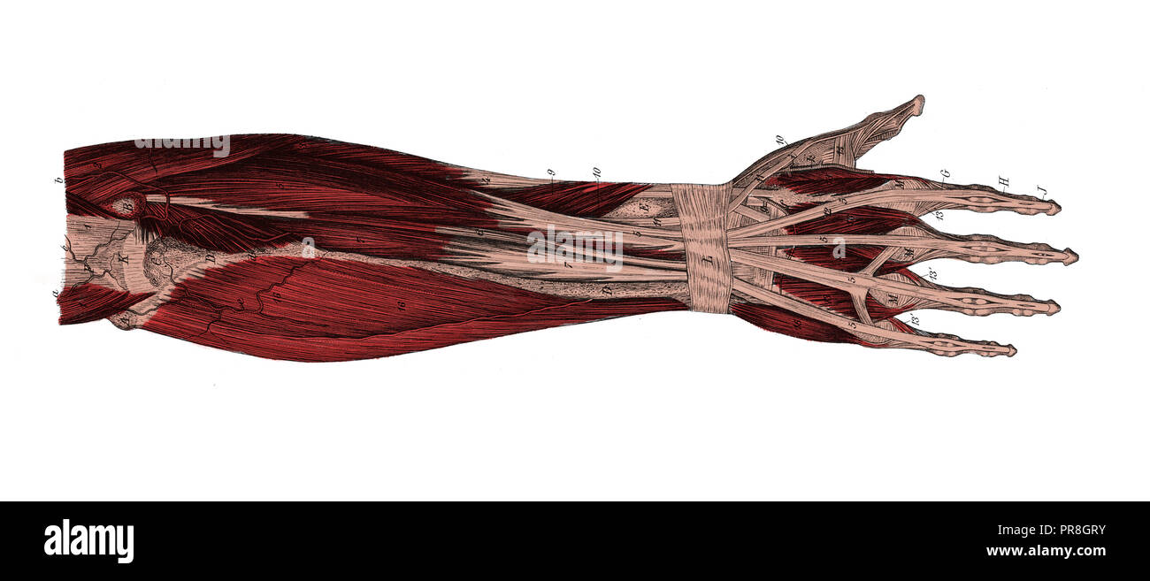 19 Abbildung eines rechten Unterarm von hinten nach Entfernung der Haut und der aponeurosis. In systematischer Bilder-Atlas zum 1 veröffentlicht. Stockfoto