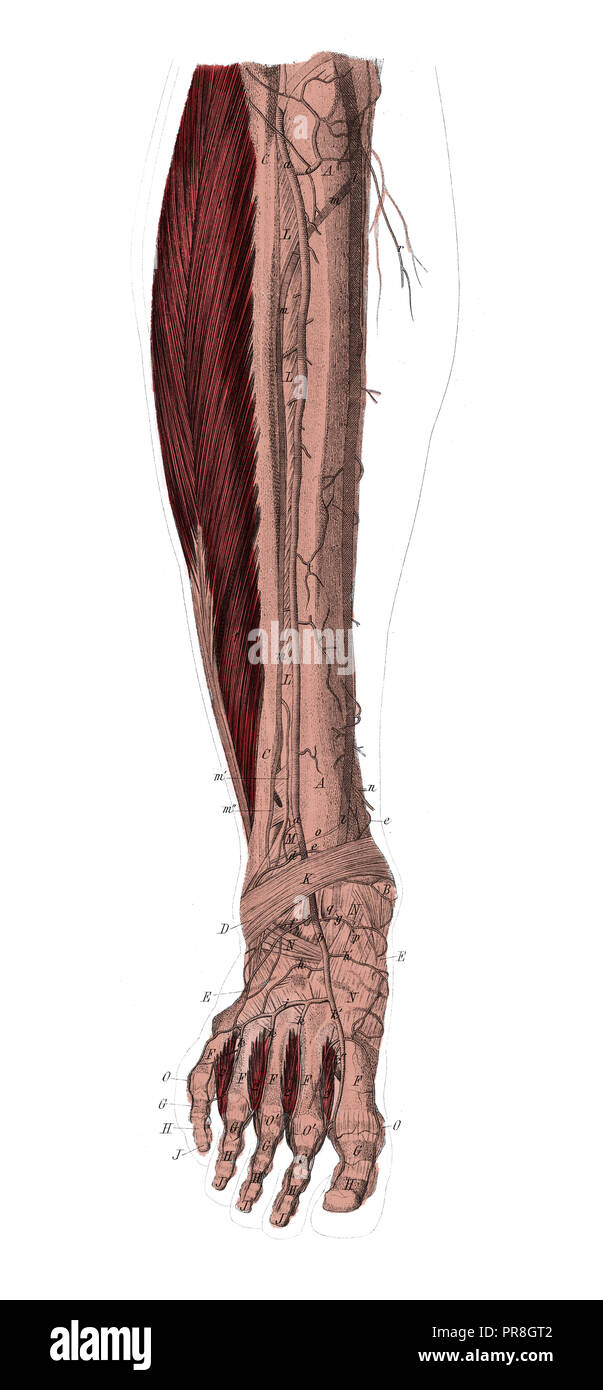 19 Abbildung der rechten Unterschenkel. In systematischer Bilder-Atlas zum Conversations-Lexikon, ikonographische Encyklopedie der Wi veröffentlicht. Stockfoto