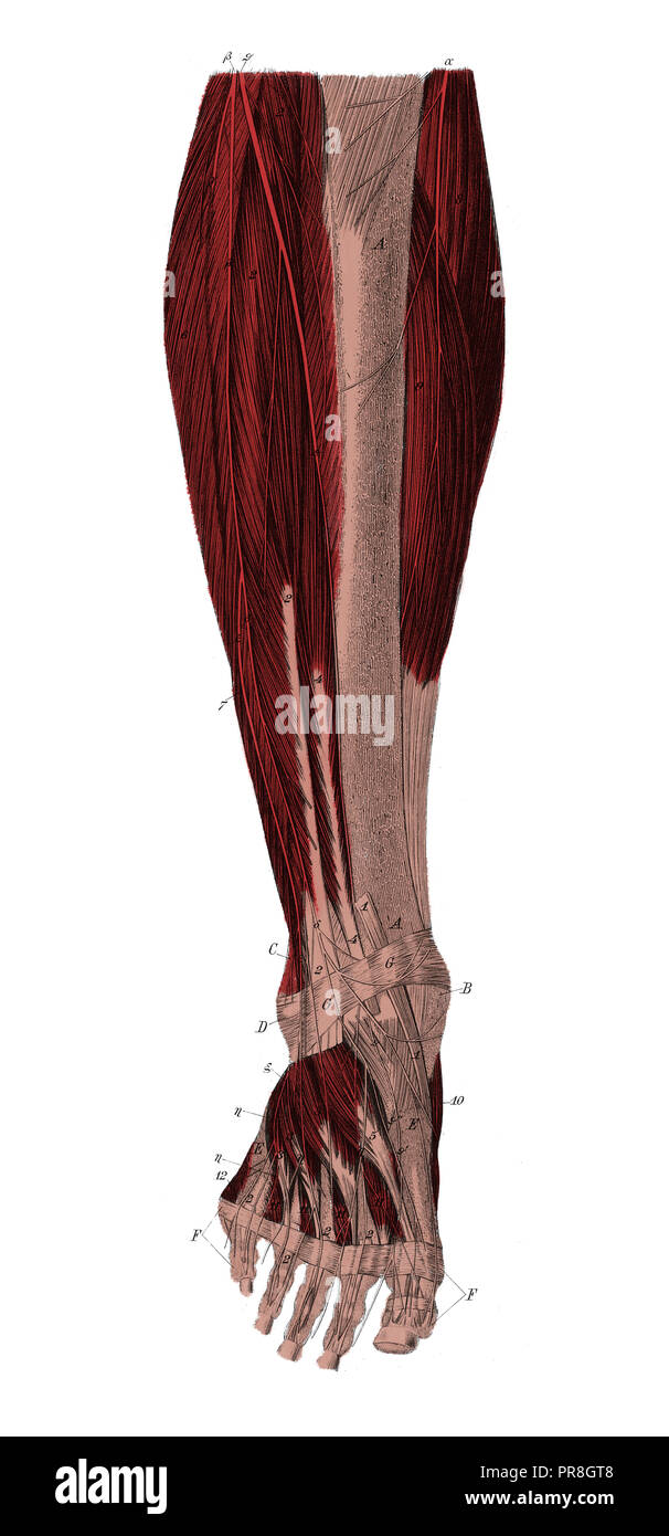19 Abbildung der rechten Unterschenkel von vorn nach Entfernung der oberen Muskelschicht. In systematischer Bilder-Atlas zum Conv veröffentlicht. Stockfoto