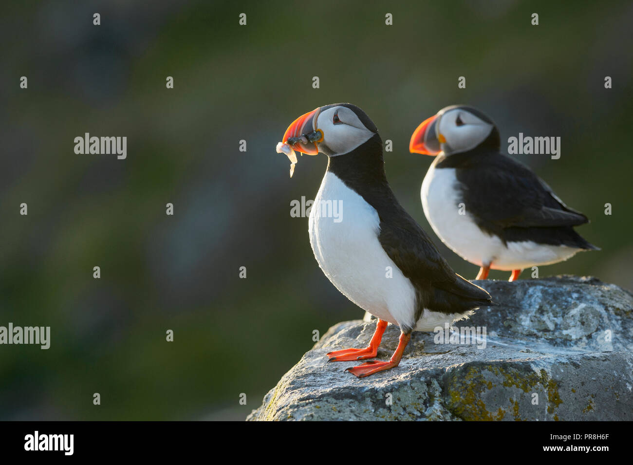 Papageitaucher (Fratercula arctica). Insel Flatey, Breiðafjörður, Island. Juli 2015. Mit kleinen lumpsucker Fisch (Cyclopterus lumpus) im Schnabel. Stockfoto