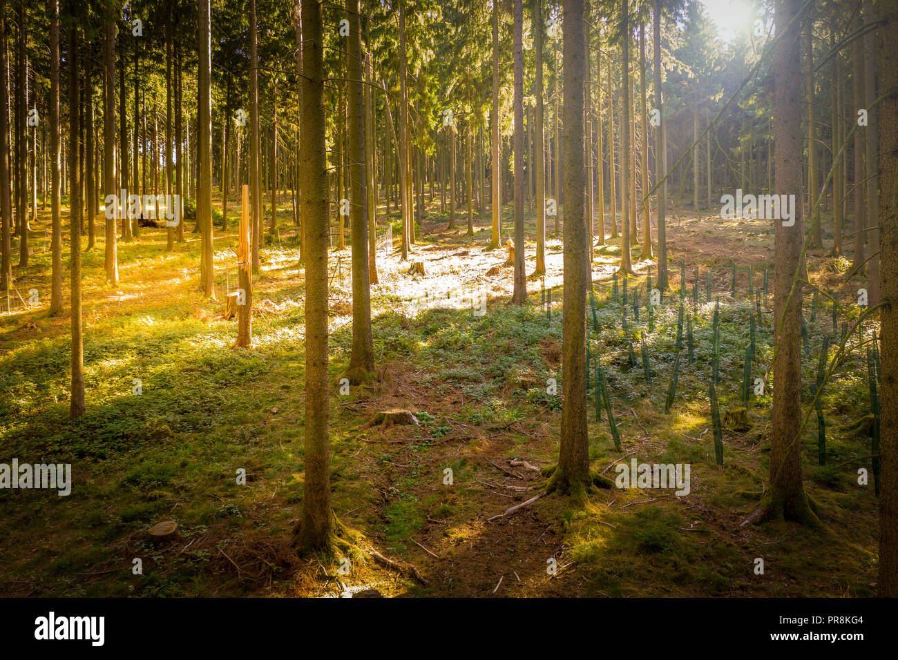 Antenne: Golden abend Sonne glänzen auf hohen Bäumen Fichte Stockfoto