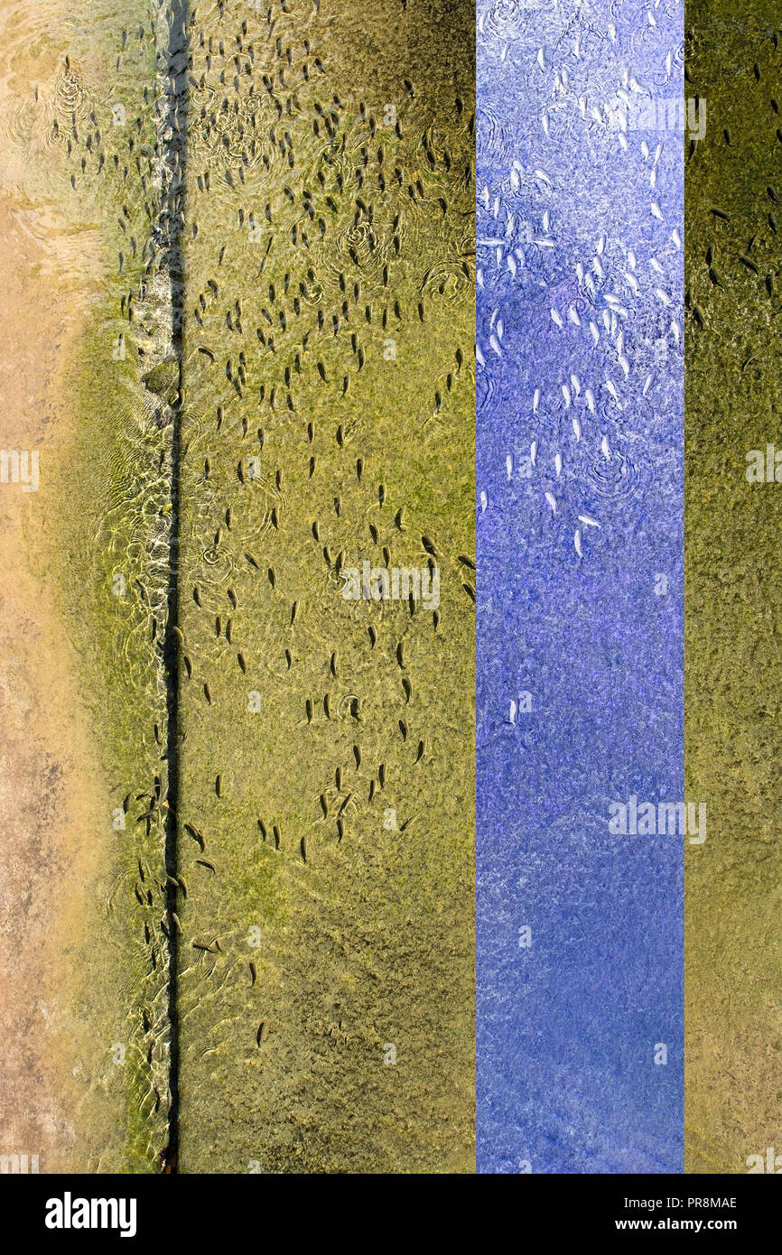 Fische schwimmen in der gleichen Richtung im flachen Wasser Beton canal Abstract für folgende, Gruppendruck, Abhängigkeiten Konzepte. Lila kostenlose vertic Stockfoto