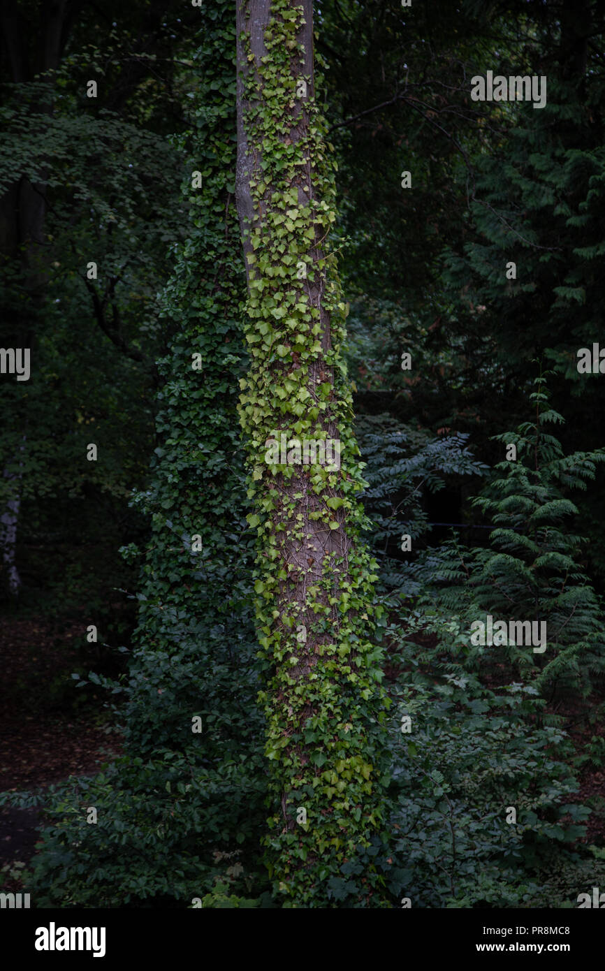 Efeu Klettern ein Baum in einem Wald. Stockfoto