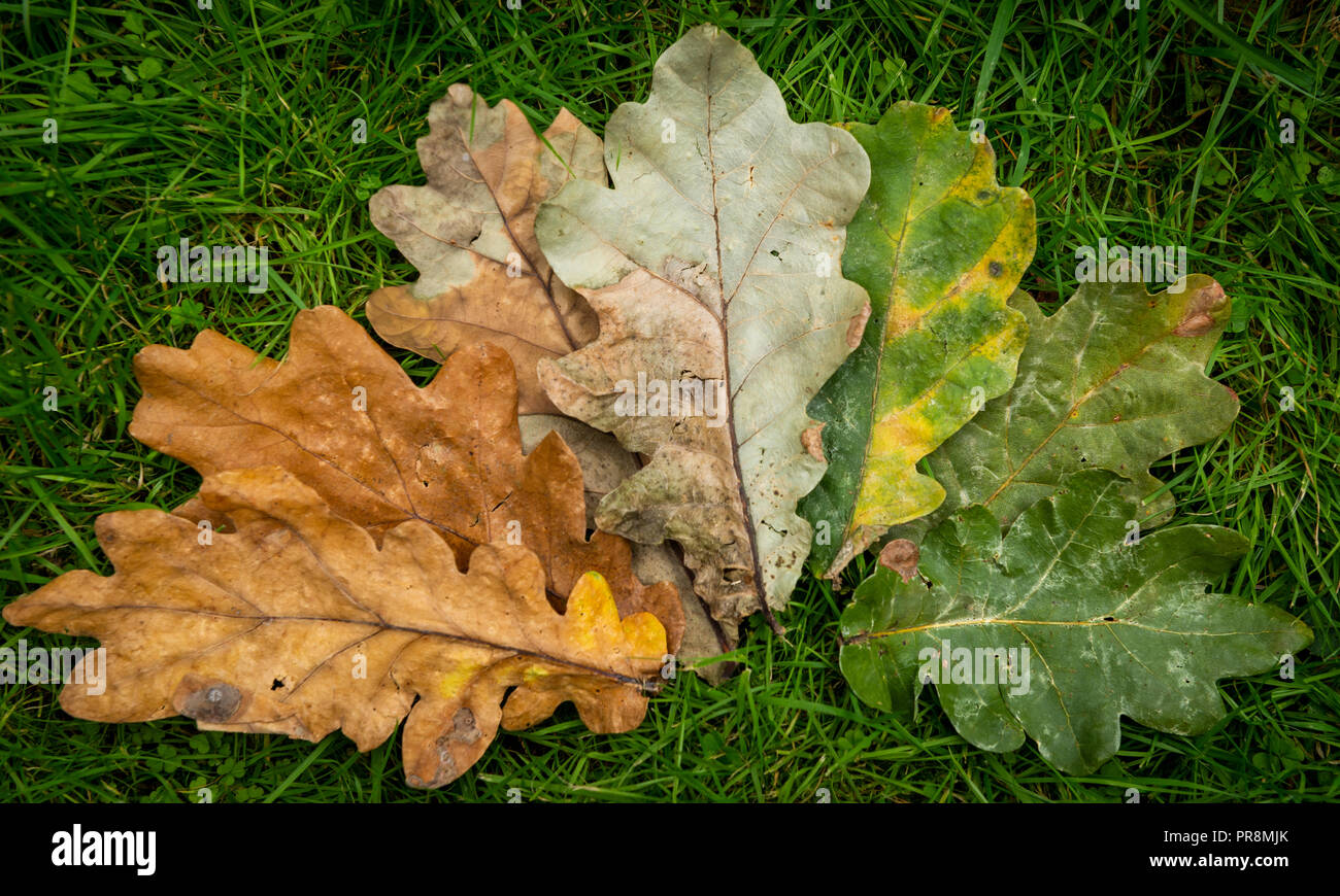 Farben des Herbstes in der Verbreitung von Eichenlaub Stockfoto