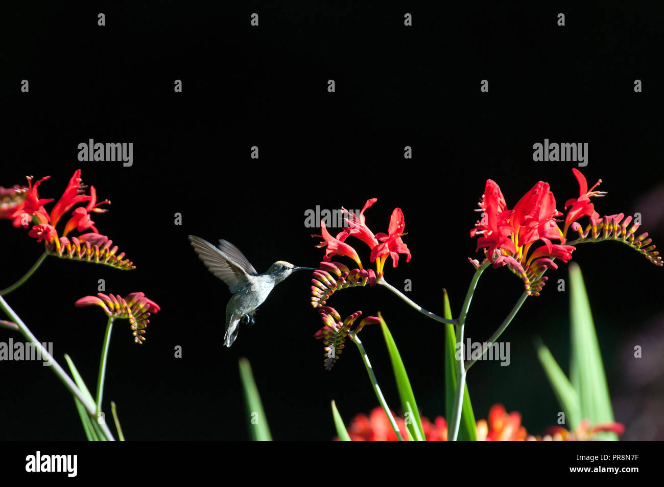Ein Kolibri schwebt, während er Nektar aus einer leuchtend roten Luzifer- oder Crocosmia-Blume nimmt, die vor schwarzem oder dunklem Hintergrund hervorgehoben ist Stockfoto