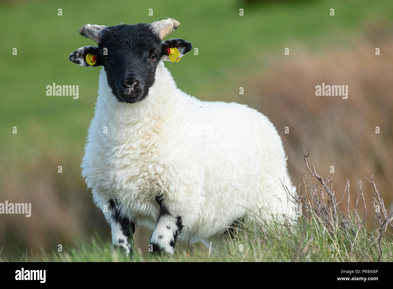 Ein irisches Lamm Stockfoto