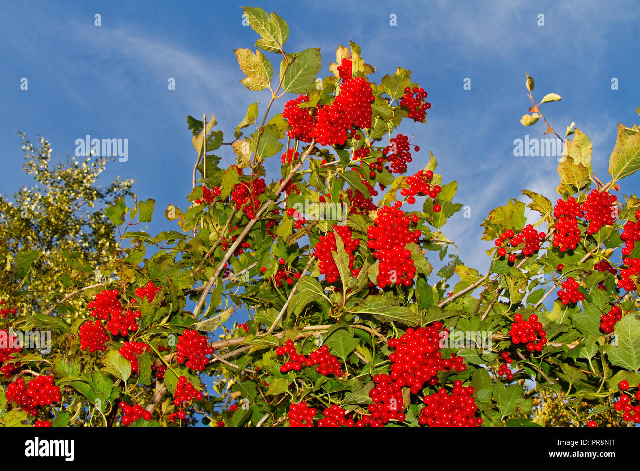 Leuchtend rote Beeren von Guelder-Rose, Viburnum opulus, vor blauem Himmel Stockfoto