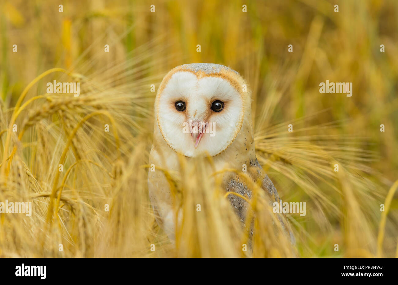 Schleiereule (tyto Alba) stand in goldenen Maisfeld und nach vorne. Schöne weiße Eule mit herzförmigen Gesicht disc. Horizontale. Stockfoto