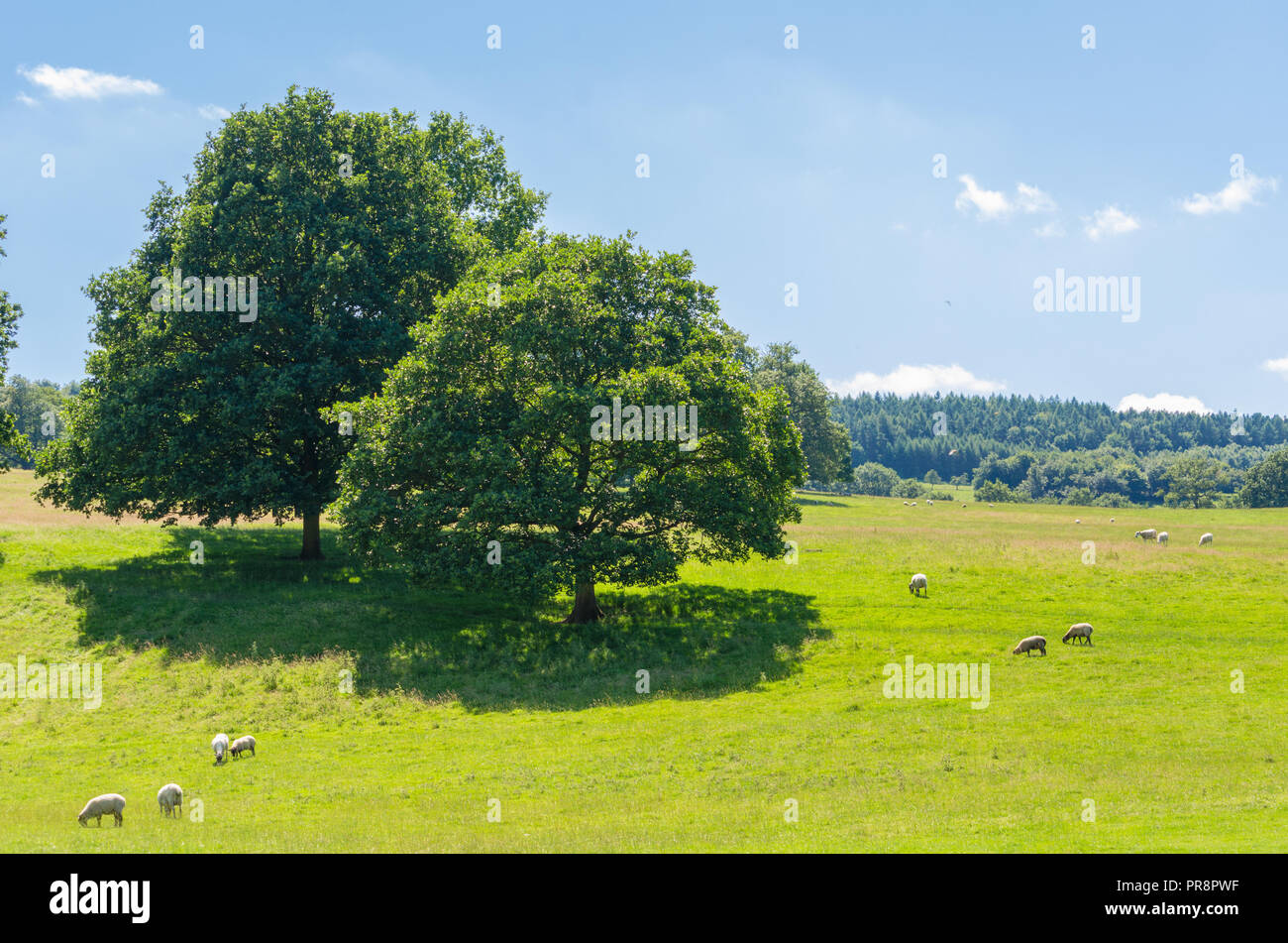 Schafe weiden auf üppigen Weiden im englischen Peak District im Sommer, Derbyshire, England Stockfoto
