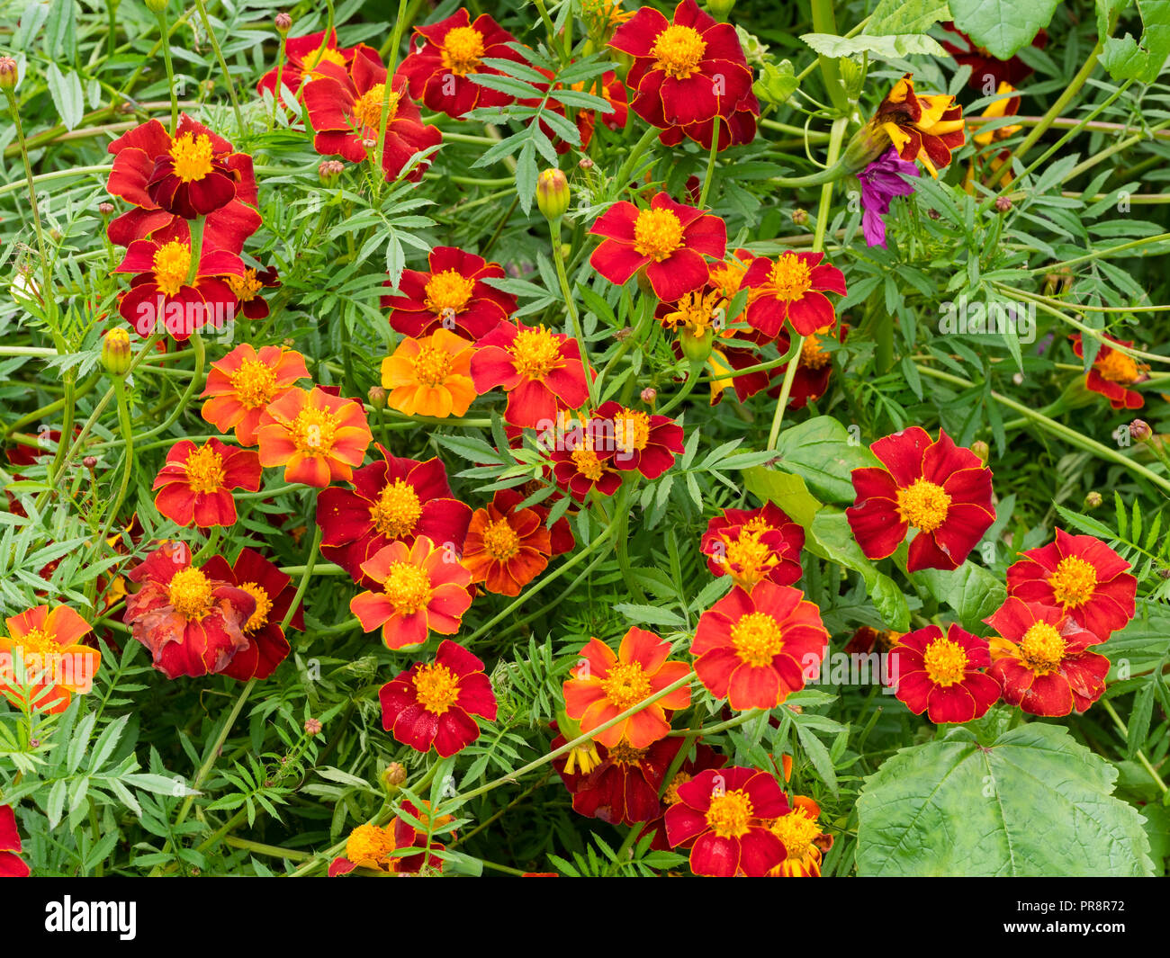 Gold umrandet rot einzeln Blumen der hohen jährlichen wachsenden afrikanischen Studentenblume, Sammetblume 'Zinnober' Stockfoto