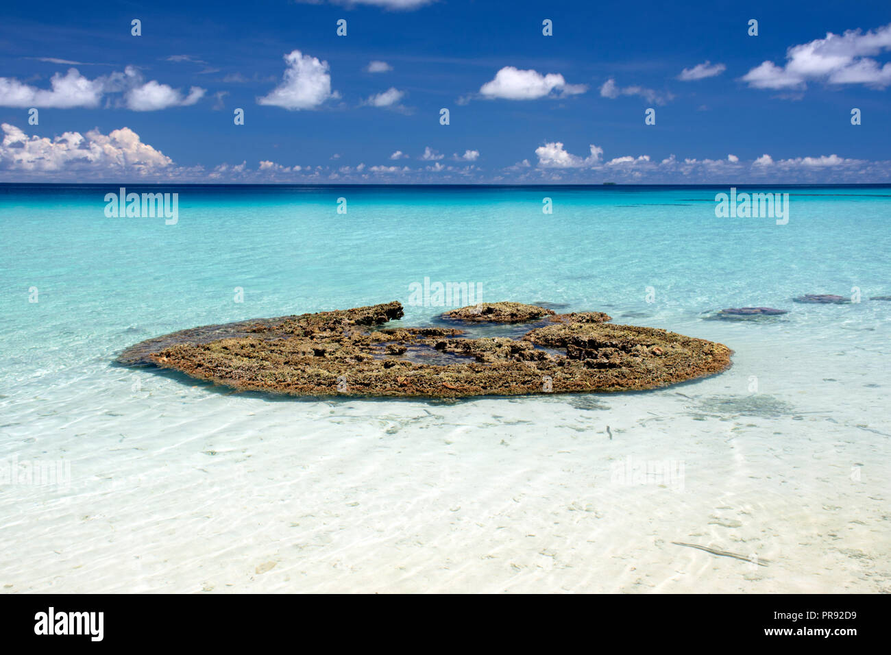 Coral Kopf im flachen Bereich der einen weißen Sandstrand, Ant Atoll, Pohnpei, Föderierte Staaten von Mikronesien Stockfoto