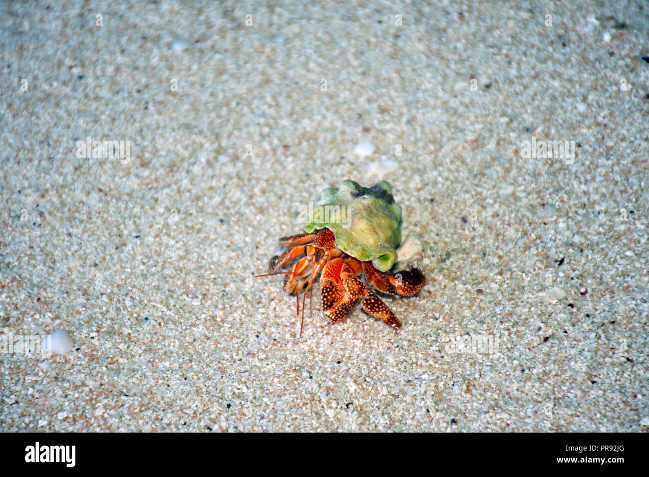 Land Hermit Crab, Coenobita sp., Ant Atoll, Pohnpei, Föderierte Staaten von Mikronesien Stockfoto