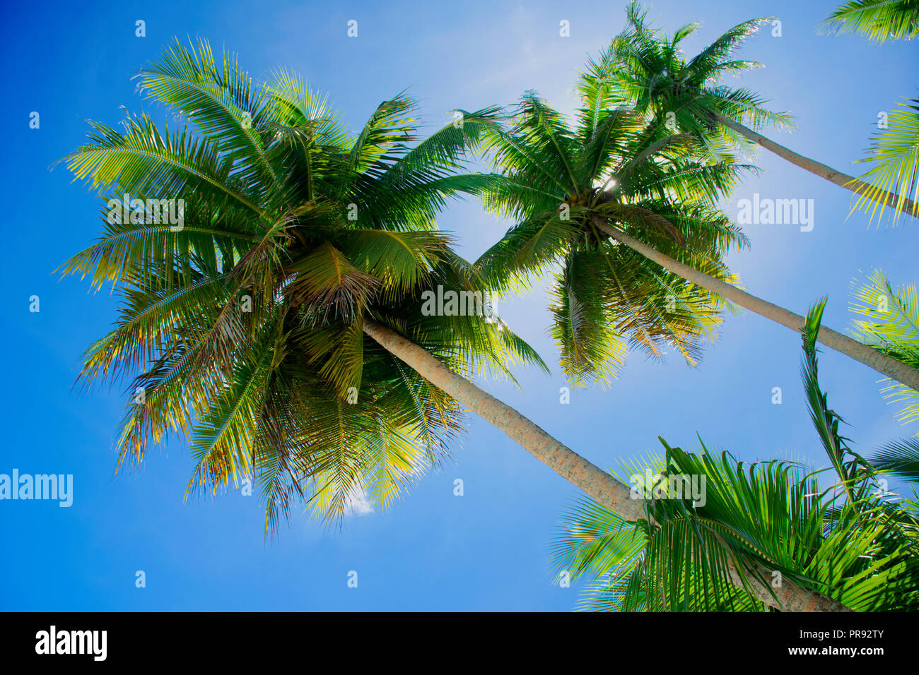 Kokospalmen und blauer Himmel, Ant Atoll, Pohnpei, Föderierte Staaten von Mikronesien Stockfoto