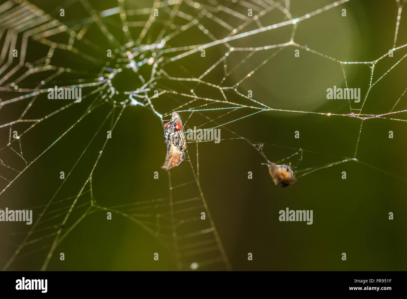 Eine Beute in einem Spinnennetz Stockfoto