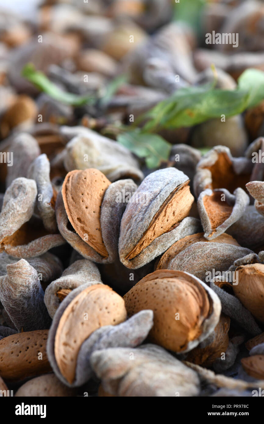 Neu Ernte Mandeln ohne Schale in Schale, Macro full frame Bild vertikal konzentrieren sich auf Themen unscharfen Hintergrund und Vordergrund zu Anzeige Kopie Raum Stockfoto