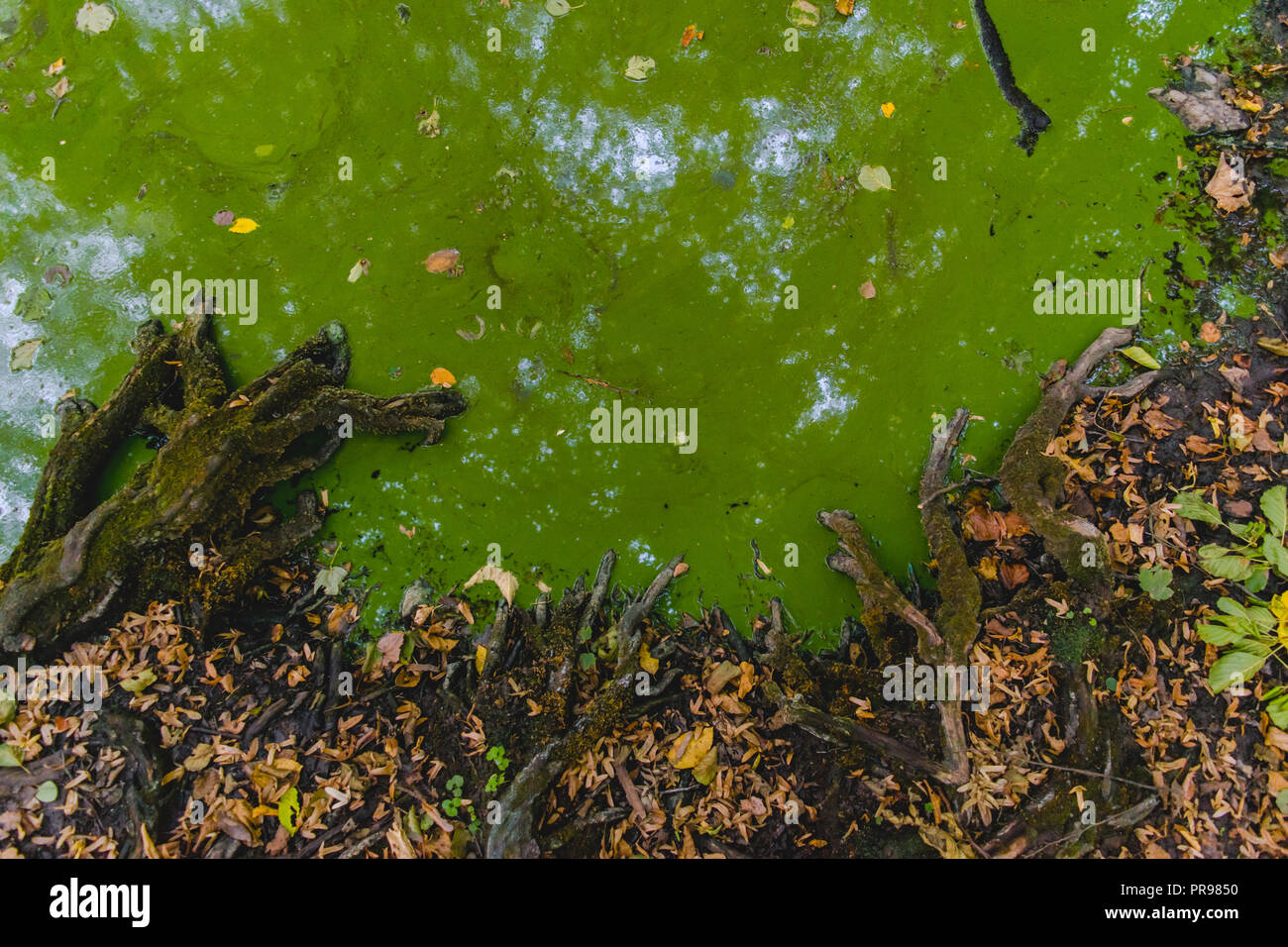 Am Ufer eines Teiches gefüllt mit grünen Algen, Baumwurzeln, die für das Wasser, im Herbst die Blätter fallen, Stockfoto