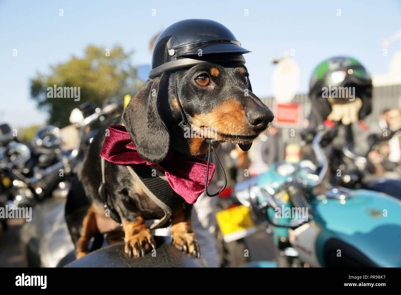 Redaktion VERWENDEN SIE NUR Dackel hund Sergeant Pepper kommt zu Beginn der Fahrt des Distinguished Gentleman, die Hunderte von stilvollen Biker auf Ihren Oldtimer Tour das Kapital Geld für den Movember Grundlage anzuheben. Stockfoto