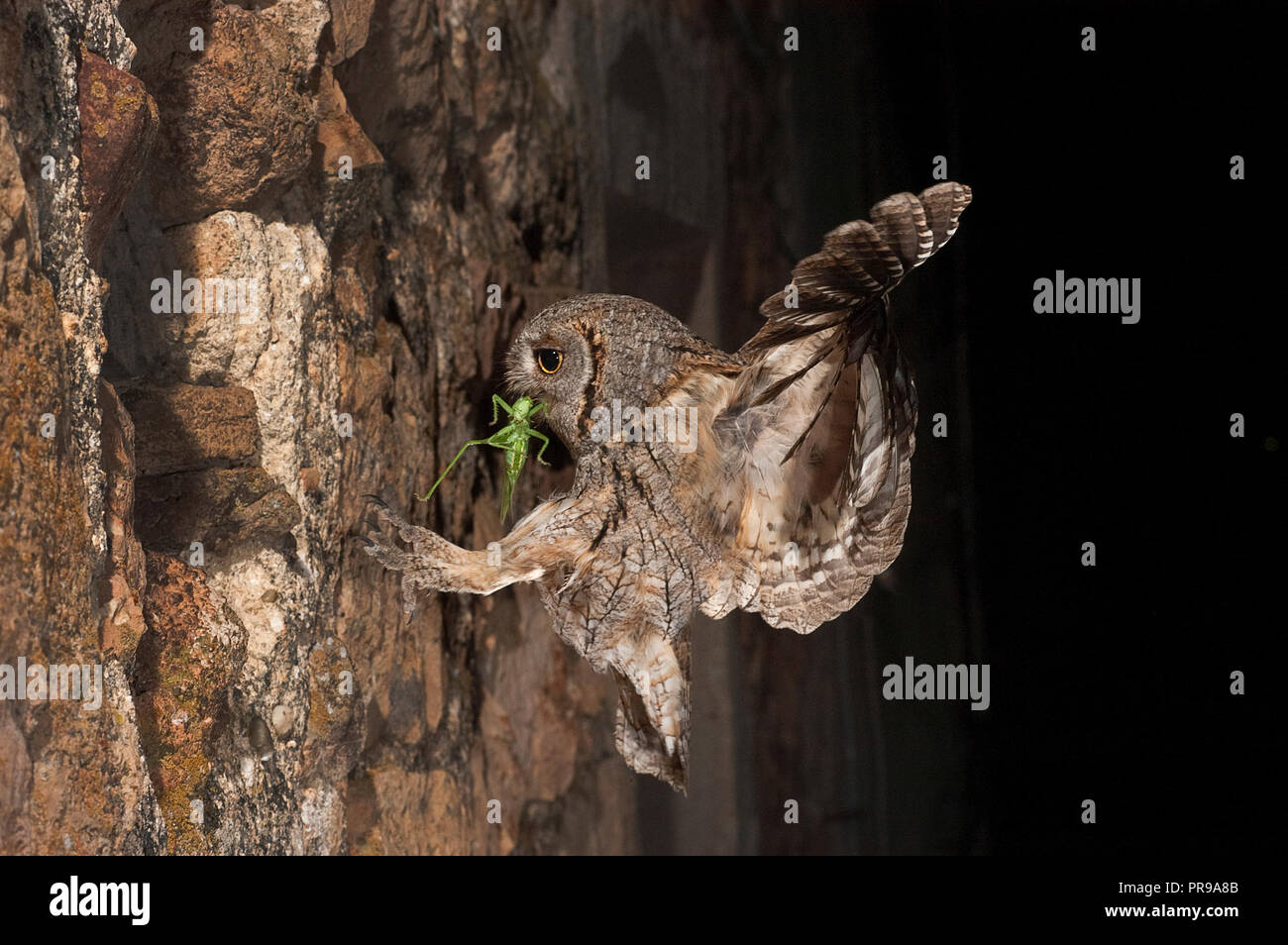 Eurasian Scops Owl, kleine Eule, Fliegen und Jagen, mit einem Insekt Heuschrecke im Schnabel, Nacht Stockfoto