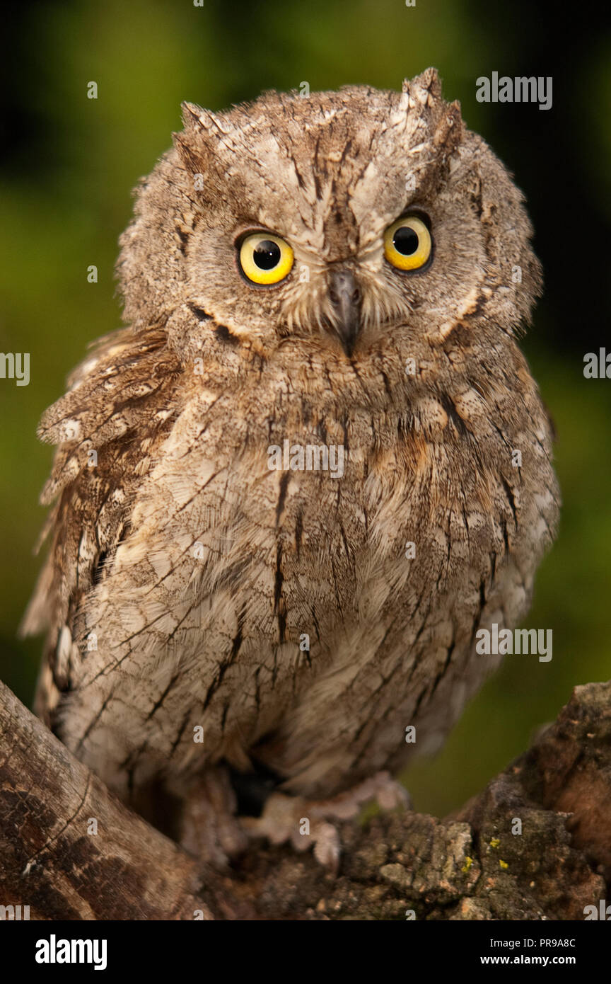 Otus scops, Eurasian Scops Owl, kleine Eule auf einem Ast sitzend Stockfoto