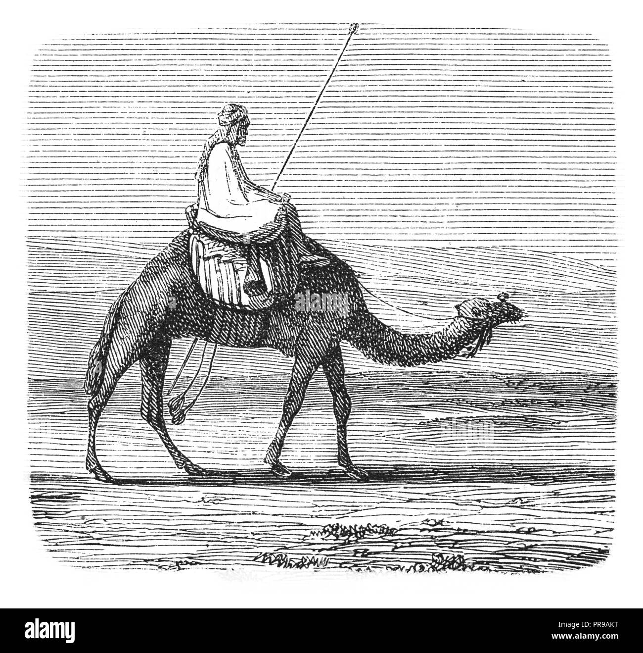 19 Abbildung: eine Szene, wo die Beduinen auf einem Kamel reiten. Originale Kunstwerke in Le Magasin Pittoresque herausgegeben von M. A. Lachevardiere, Paris, Stockfoto