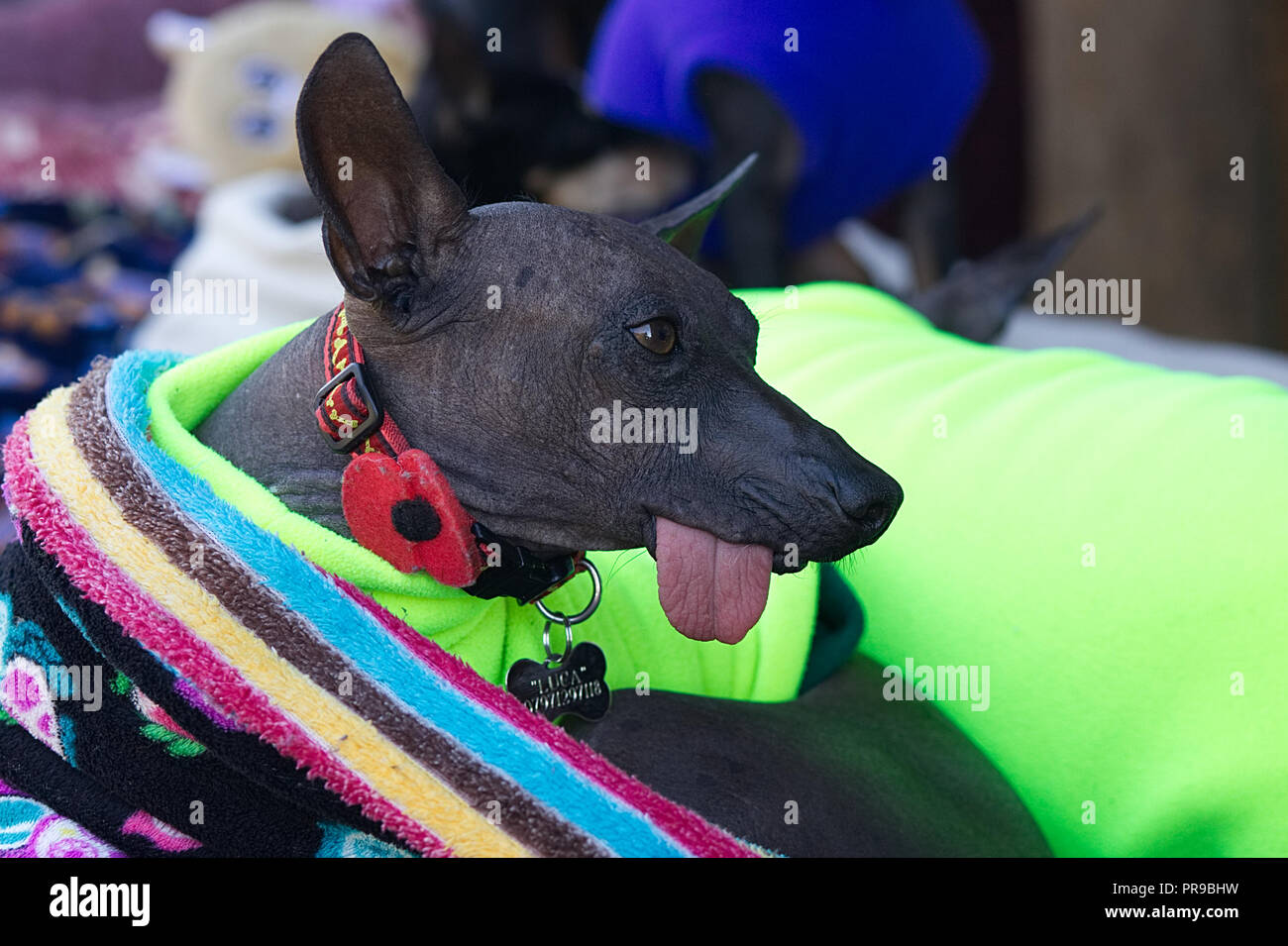 American Hairless Terrier mit seiner Tong heraus Stockfoto
