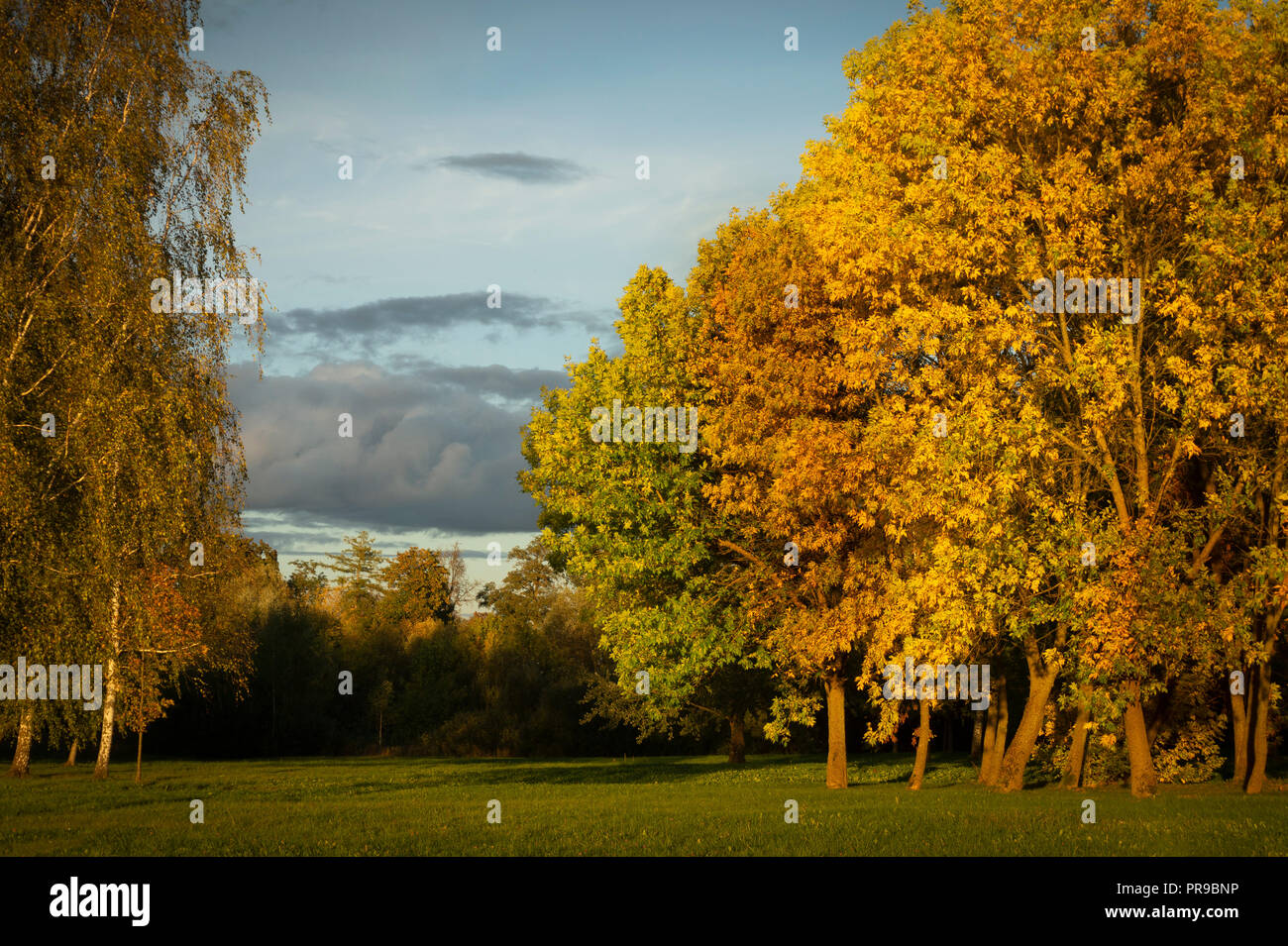 Herbst Beginnt Laubfarbung In Den Ersten Tagen Des Herbst