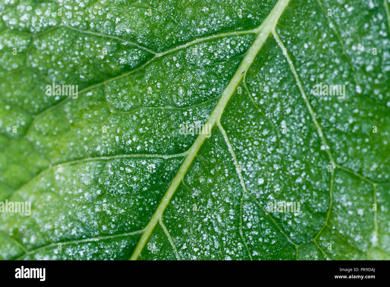 Raureif auf grünes Blatt selektiven Fokus Makro Stockfoto