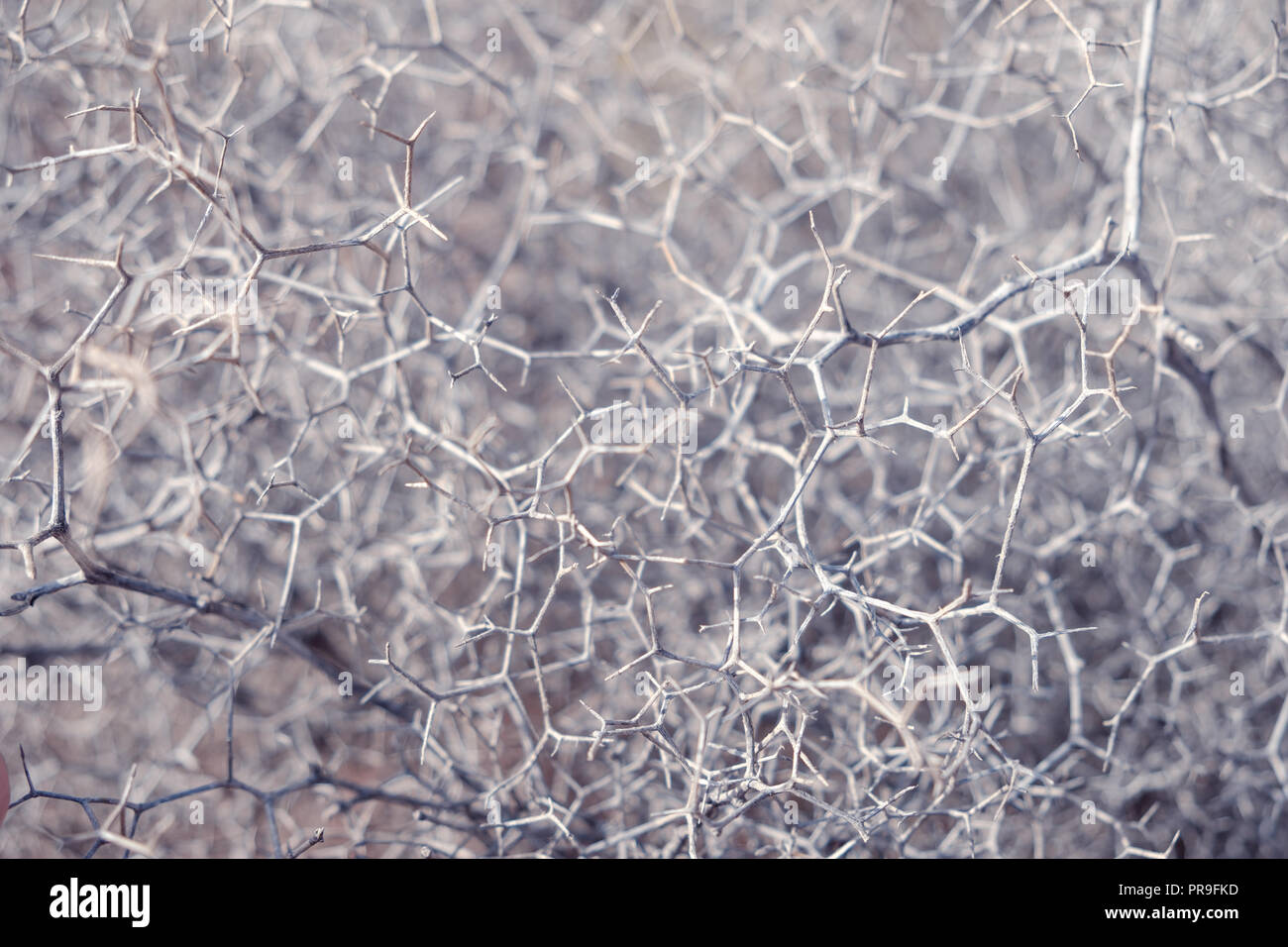 Abstrakte organische Muster, Natur closep, netzwerk konzept, Stockfoto