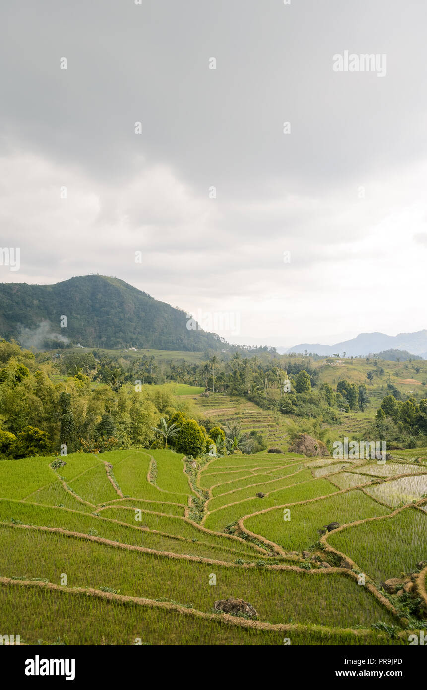 Landschaft von terrassierten Reisfeldern, Ranggu, Manggarai, Flores Island, Nusa Tenggara Timur, Indonesien Stockfoto