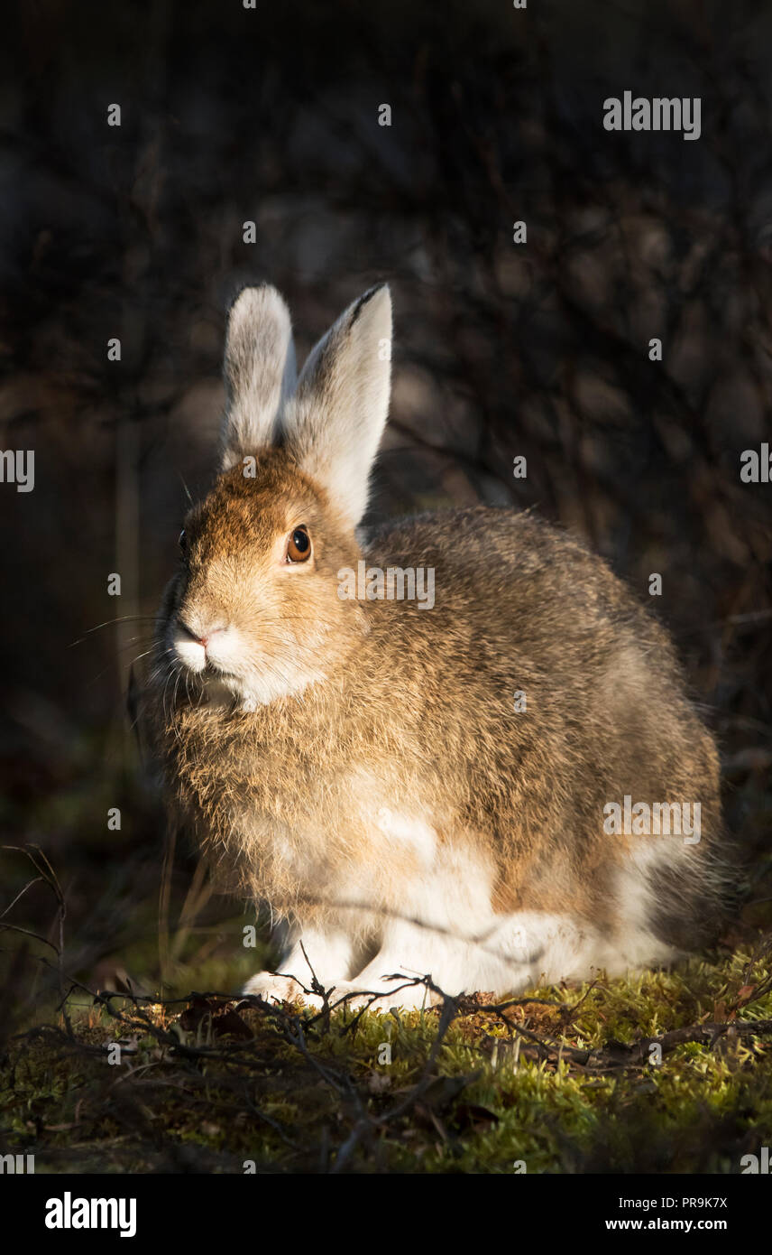 Schneeschuhwandern (variiert) Hase; Alaska Range Berge; Herbst; Alaska Stockfoto