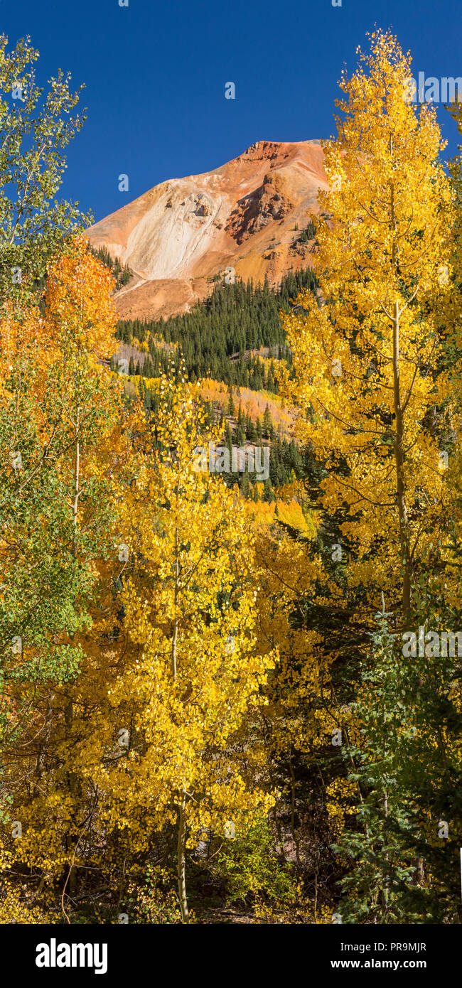 Goldene Espen auf Red Mountain Pass aus der Million Dollar Highway in der uncompahgre National Forest, Colorado. (Vertikale Panorama) Stockfoto