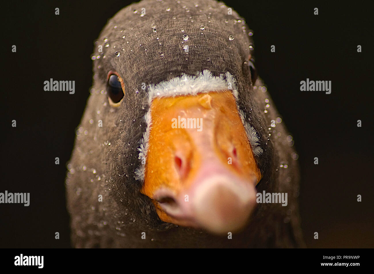 Graugans Nahaufnahme Gesicht Stockfoto