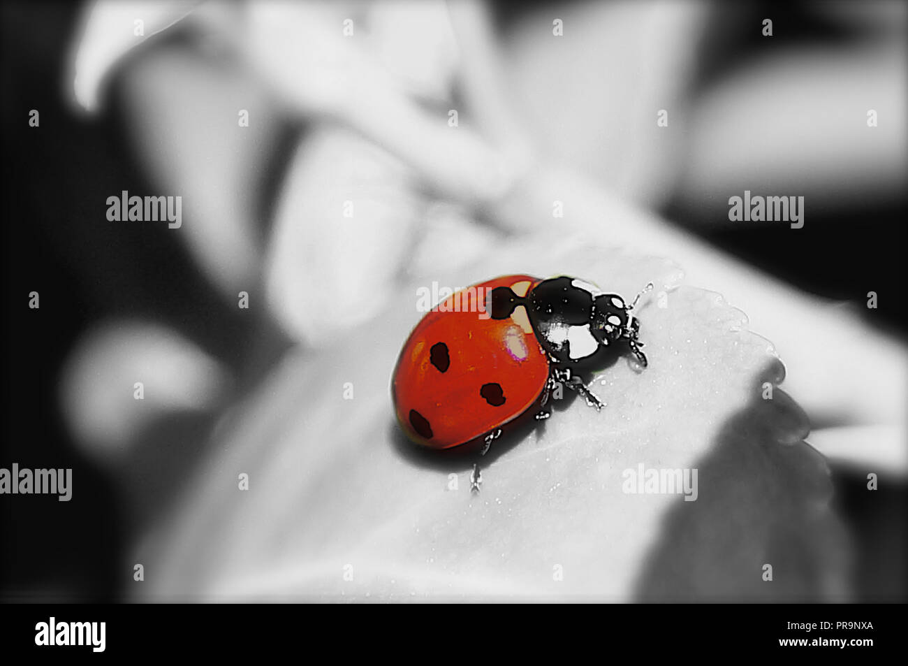 Marienkäfer auf schwarzen und weißen Hintergrund Stockfoto