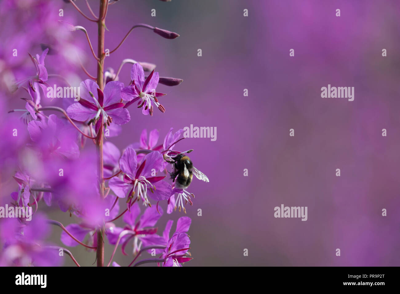 Eine White-tailed Hummel (Bombus Lucorum) Fütterung auf die Blumen des Rosebay Weidenröschen (Chamerion Angustifolium) Stockfoto