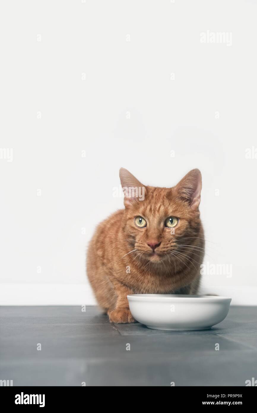 Cute ginger Cat neben einer Futterschüssel und Blick in die Kamera sitzen. vertikales Format mit kopieren. Stockfoto