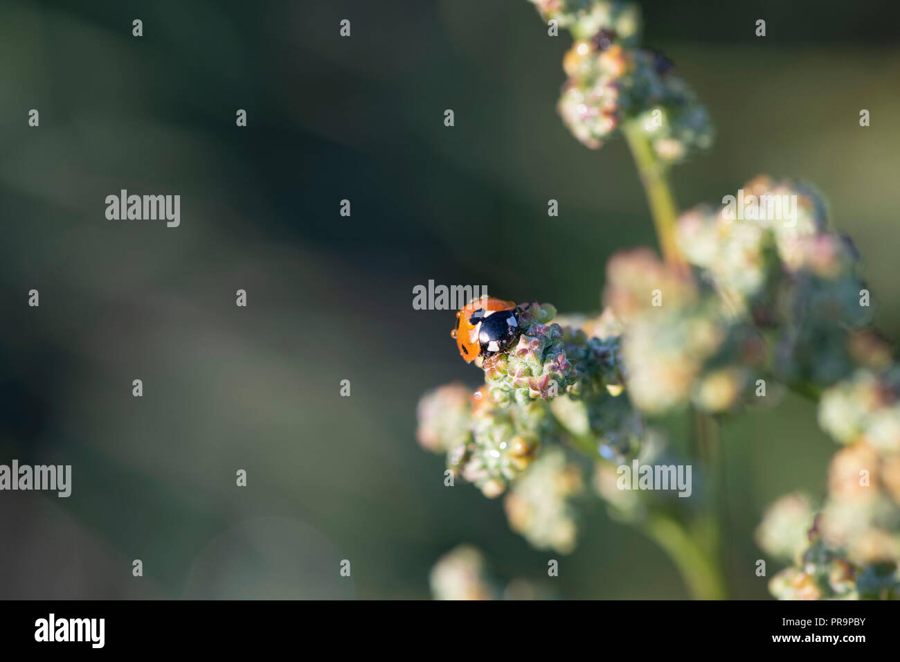 Tautropfen ruhen auf einer 7-Punkt Marienkäfer (coccinella 7-punctata) als er ernährt sich von der Frucht der Weiße Gänsefuß (schisandra Album) Stockfoto