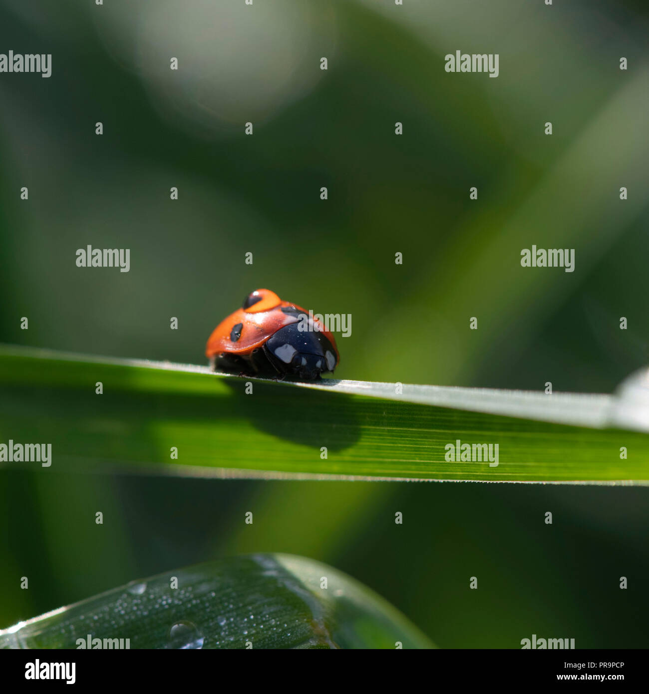 Ein dewdrop Sitzt auf einen Marienkäfer, die Wiederum die Salden auf einem Grashalm Stockfoto