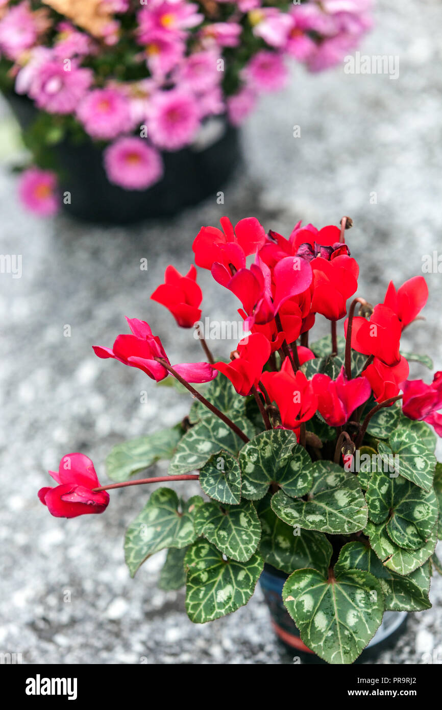 Rote Alpenveilchen, Blumendekoration von Gräbern zum Allerheiligen Tschechien Ganztags-Europa Stockfoto