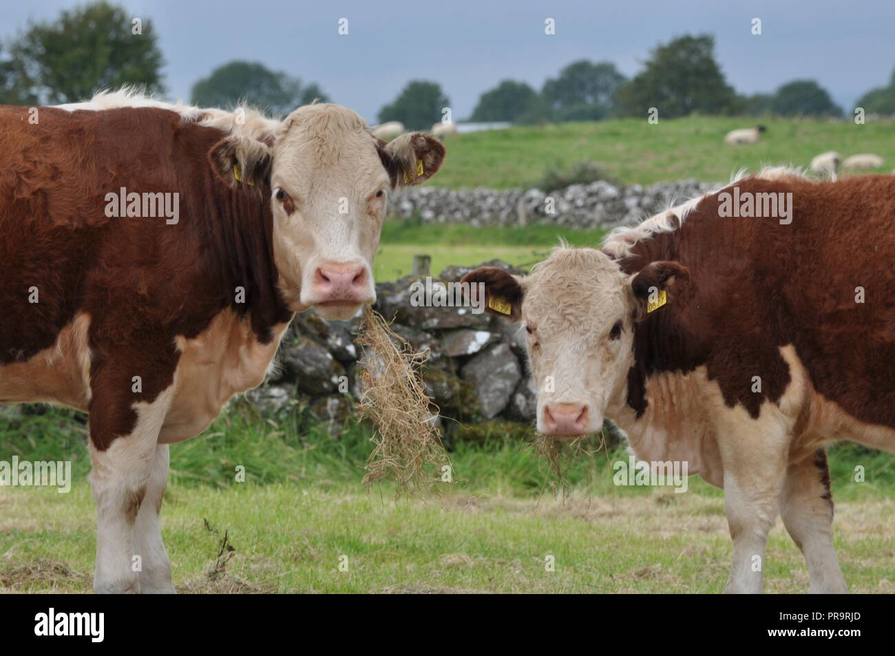 Kühe grasen auf irischen Ackerland Stockfoto