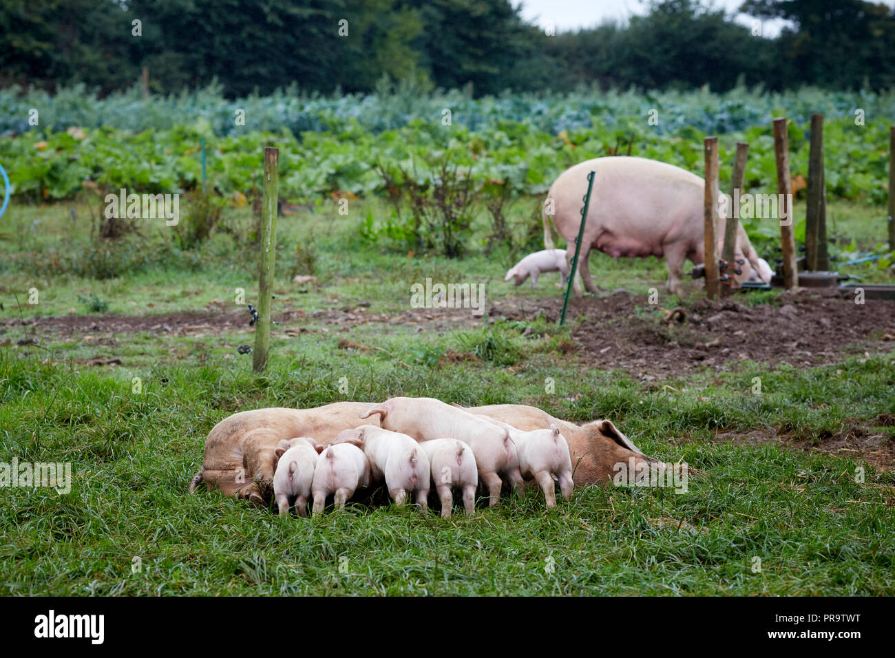 Untere Trevaskis Farm, Gwinear Rd, Hayle West Cornwall, Hofladen und Obst pflücken. Schweine und Ferkel füttern von Mutter Stockfoto