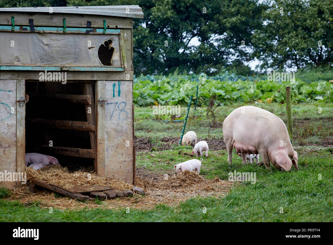 Untere Trevaskis Farm, Gwinear Rd, Hayle West Cornwall, Hofladen und Obst pflücken. Schweine und Ferkel füttern von Mutter Stockfoto