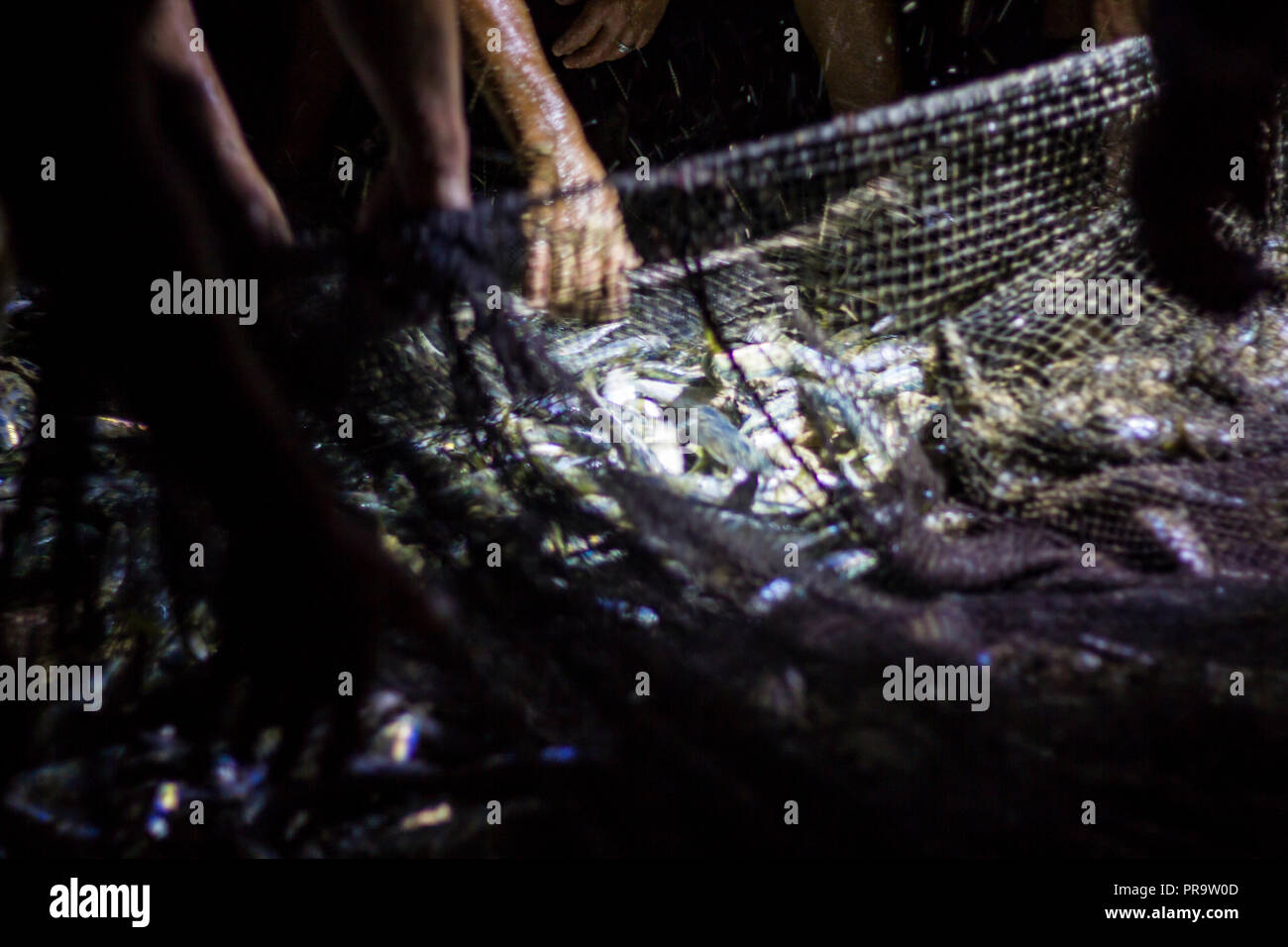 Frischen Fisch im Kescher Stockfoto