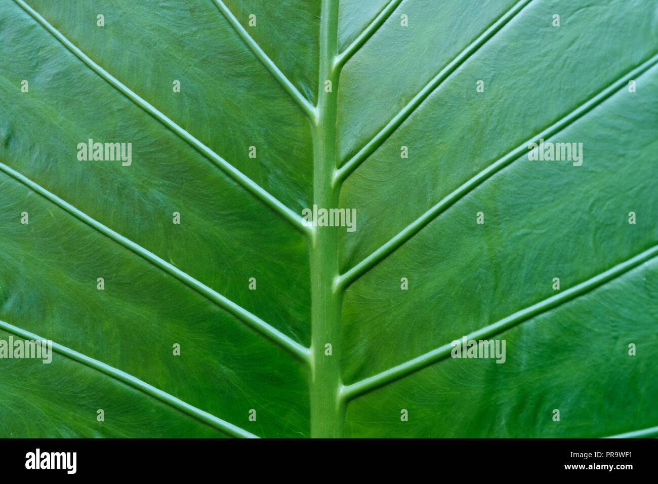 Tropische pflanze Blatt Makro - Blätter closeup Stockfoto